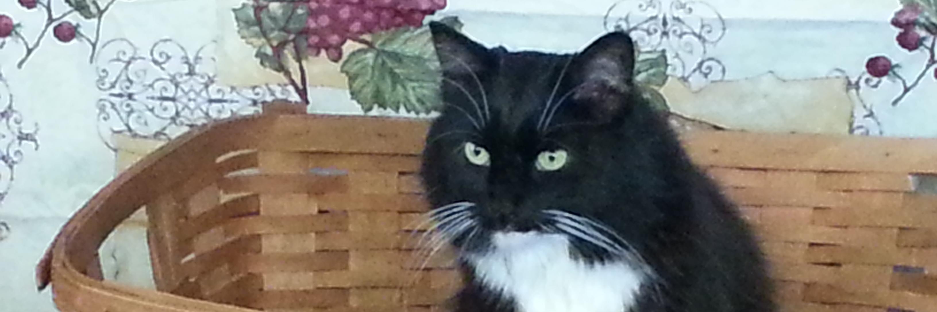 cellolaurie's profile banner image