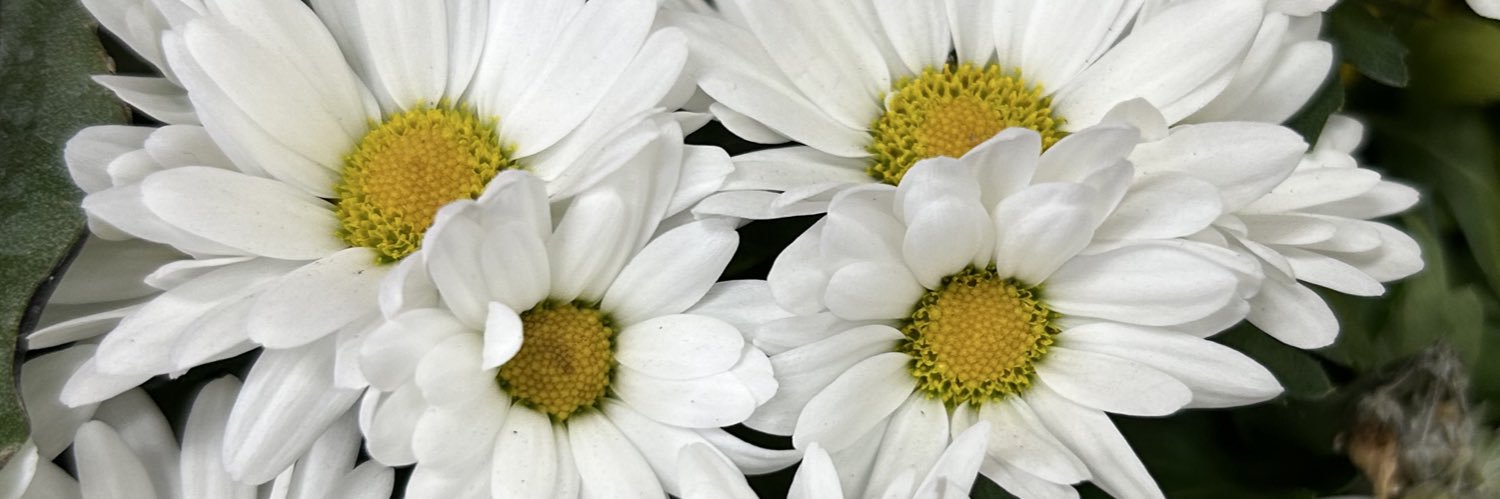 SilvTweet's profile banner image
