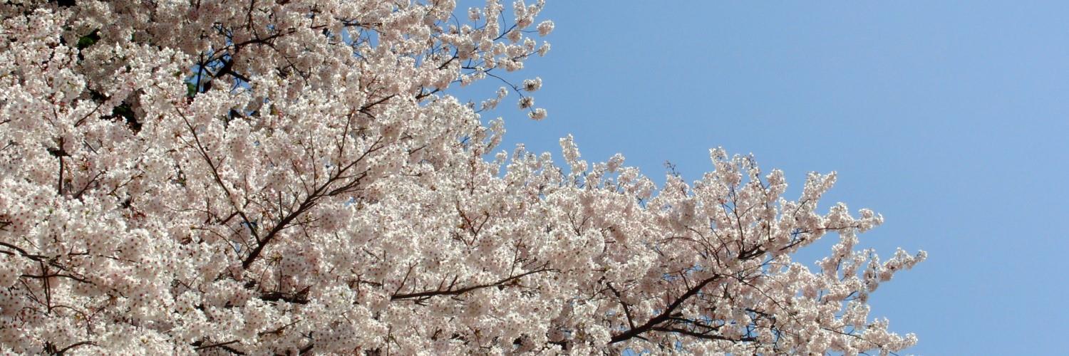 ShinyaTerasaki's profile banner image