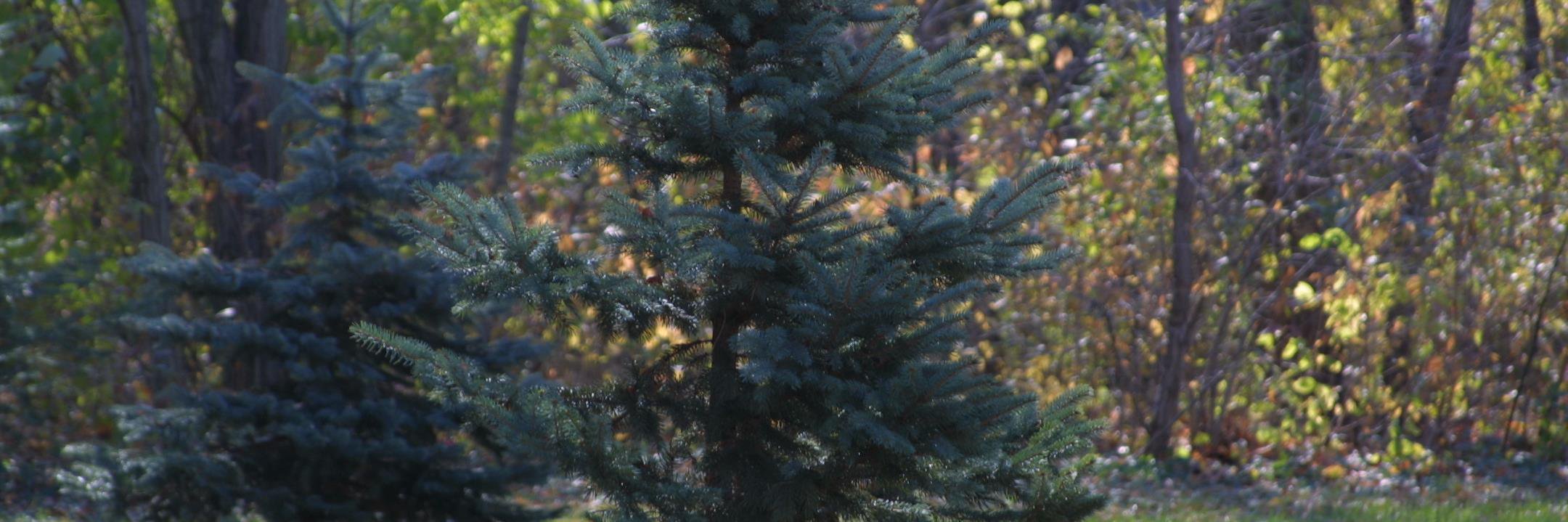 jjcirafesi's profile banner image