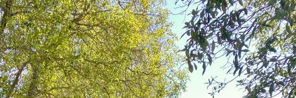 sharonpsky's profile banner image