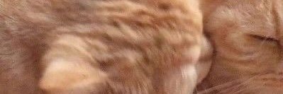 m. banner
