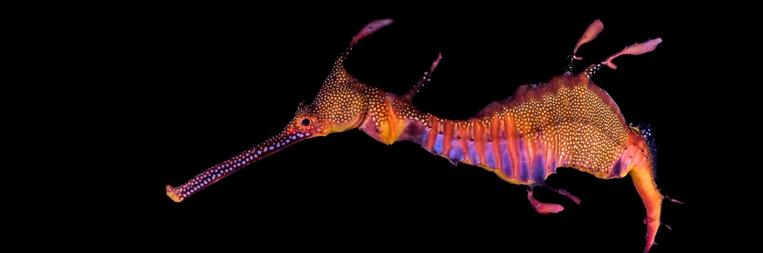 Marcelo Johan Ogata banner