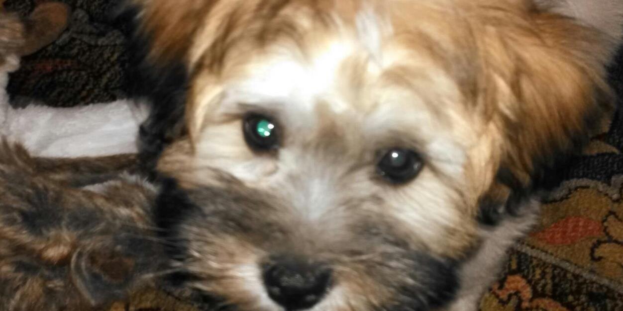 Cynthia Stagoff banner