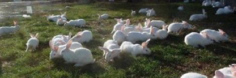 softnymphetbun's profile banner image