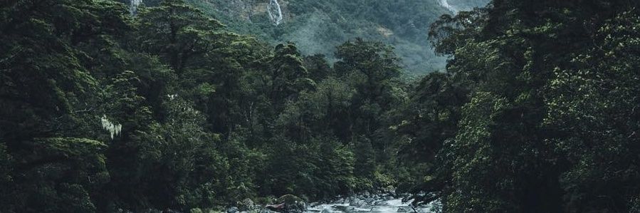 MarchMushroom's profile banner image