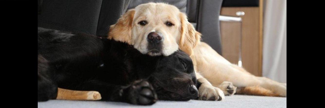 Solihull Guide Dogs banner