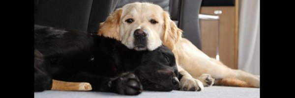 SoliGuideDog Profile Banner