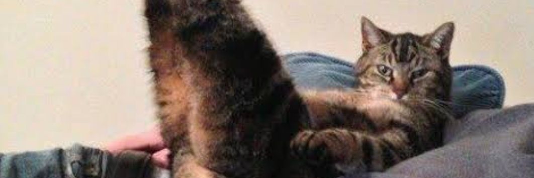 🔞 an orange cat 🐈 ~on hiatus~ banner