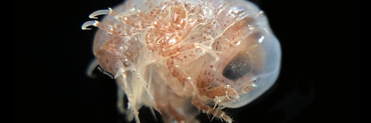 Vanessa Stenvers banner