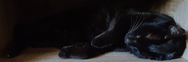 🖤Black Cat Of The Day🖤 Profile Banner