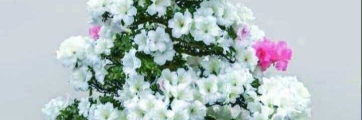 Shahnaz98779165's profile banner image