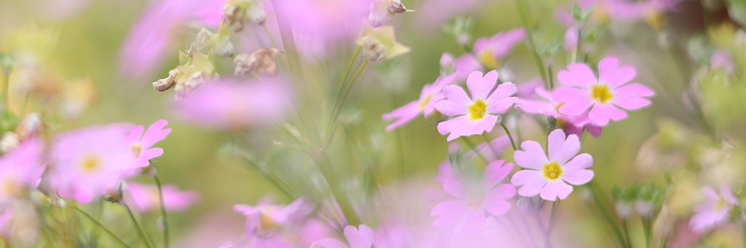 Mos_幸せ運べ's banner