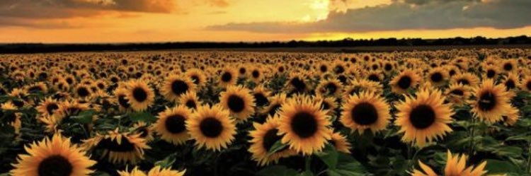 flor_brondo's profile banner image