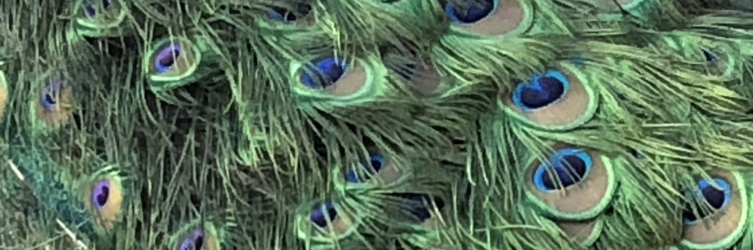 Julia Angster banner