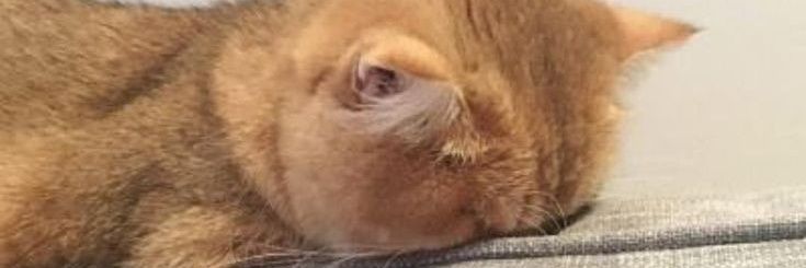 K banner