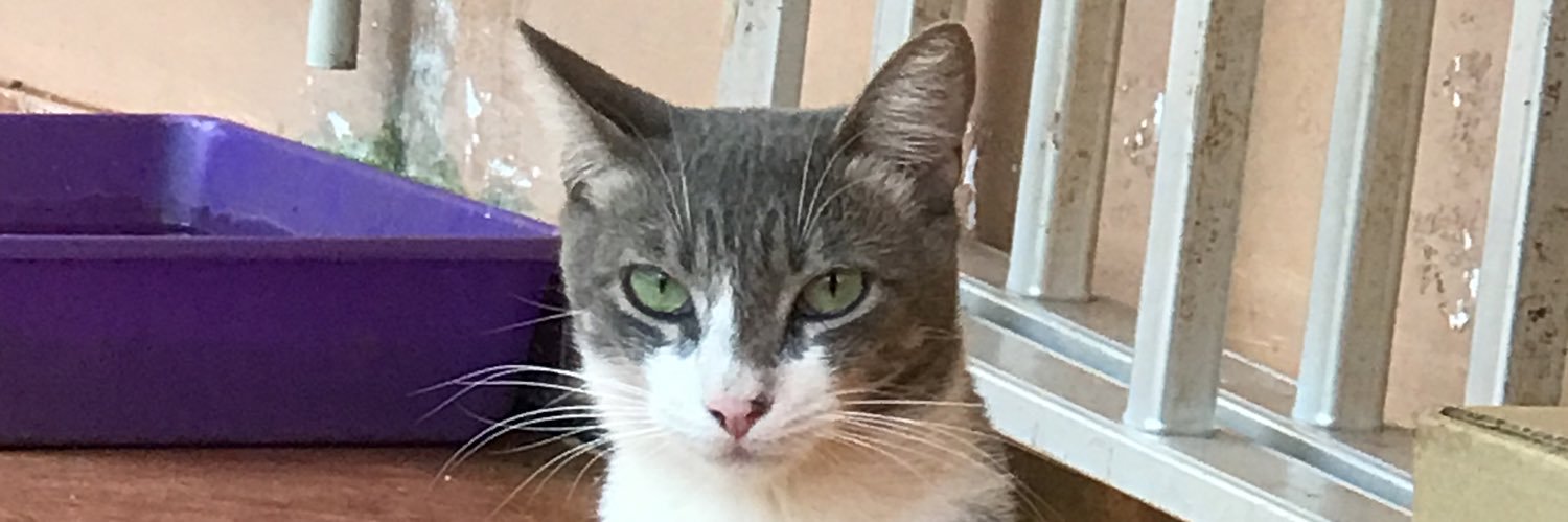 laurodch's profile banner image