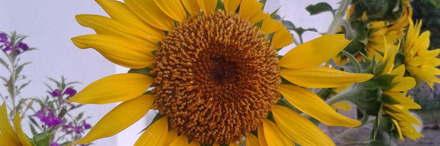 nazehatalib's profile banner image