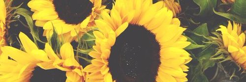 sunflower02fs's profile banner image