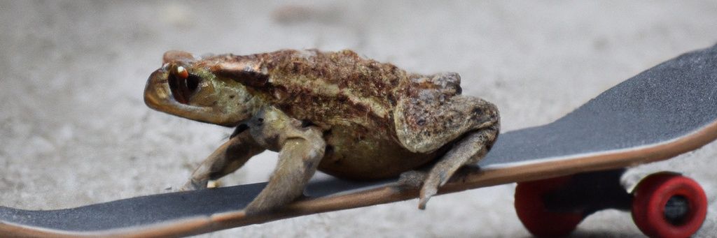 Fizzy Marsh🔞 banner