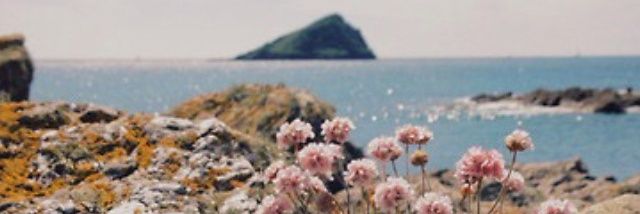 bvrnedpetals's profile banner image