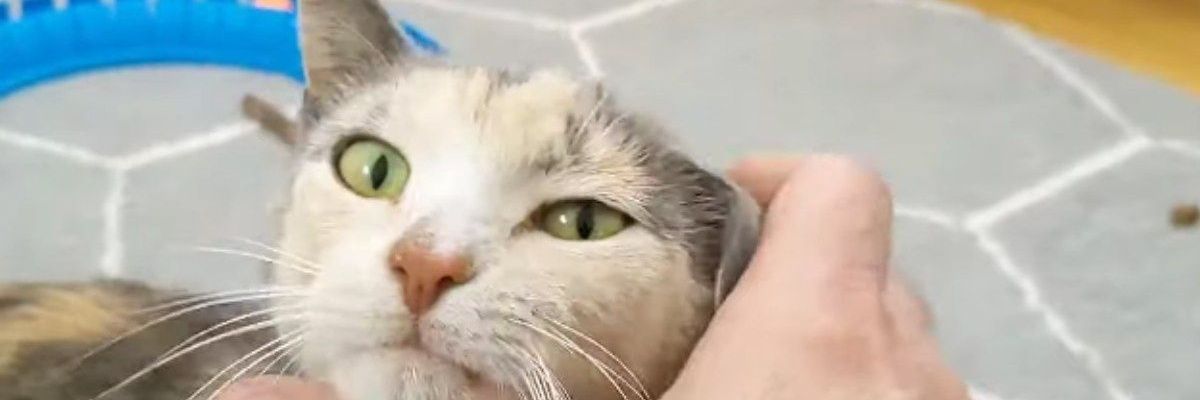 XxsummerSLAMxX's profile banner image