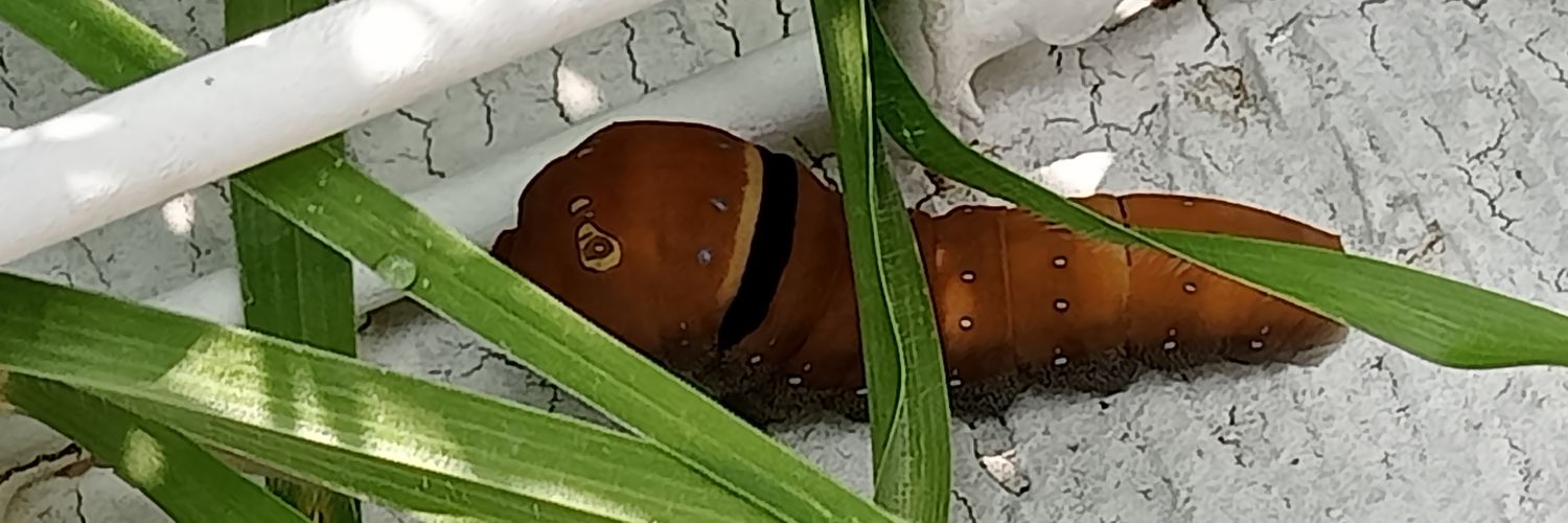 ameliefell's profile banner image
