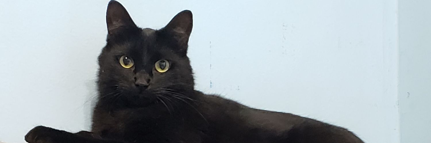 daraaav's profile banner image