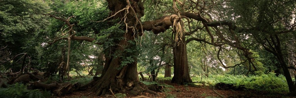 julaapp1994's profile banner image
