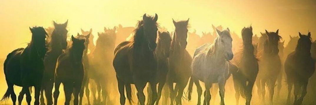 tkfeaqhausrfo's profile banner image