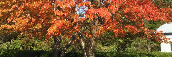 otiba_m Profile Banner