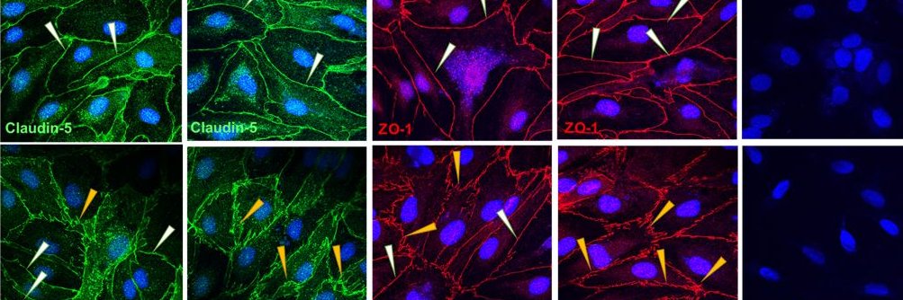 Ric Pierce (he/his) banner