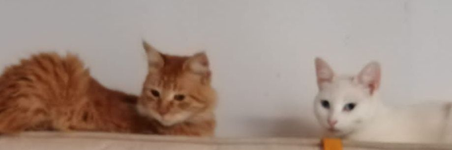 MelaniT12's profile banner image