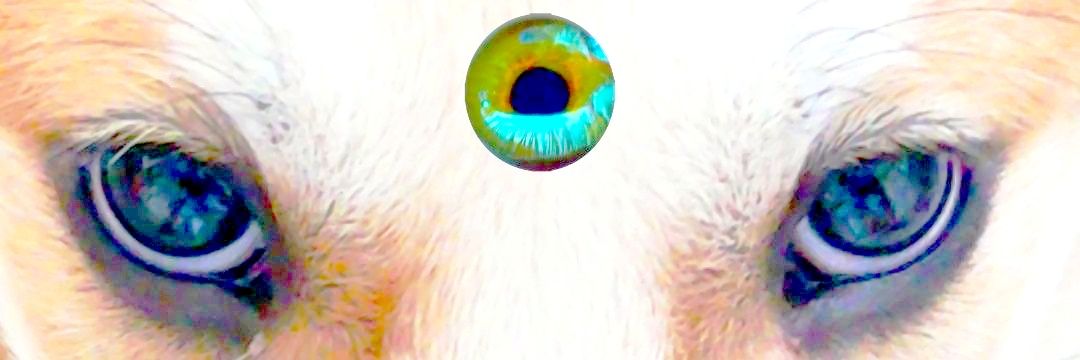 AlgoDollar's profile banner image