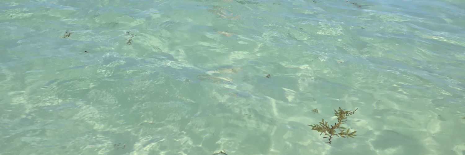celesteIsg's profile banner image