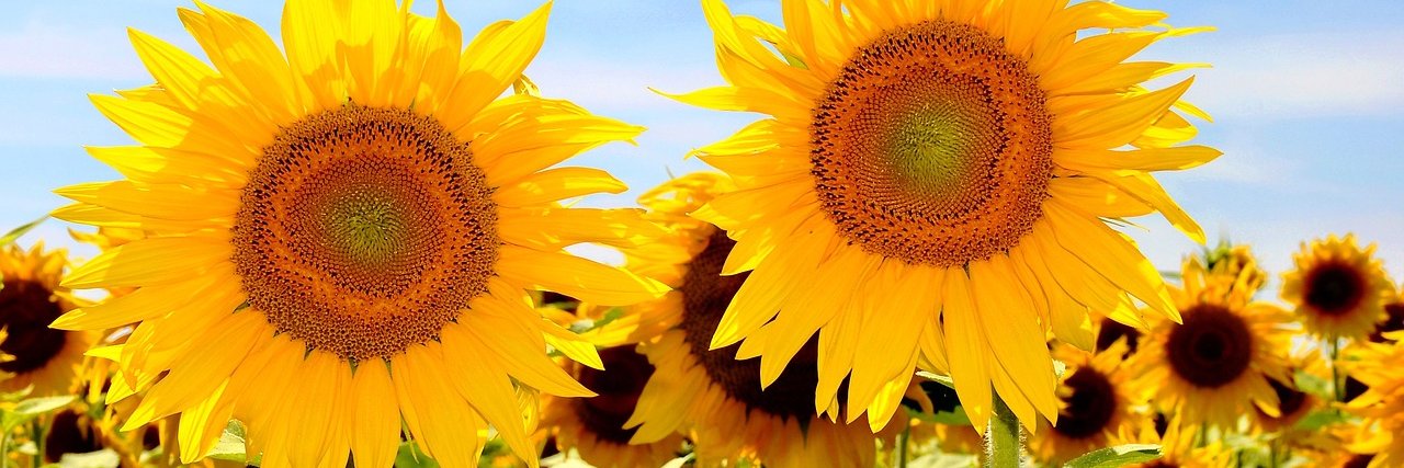 Tournesol-Bot 🌻🤖🇫🇷 banner