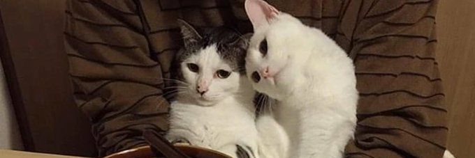 saule baravykas banner