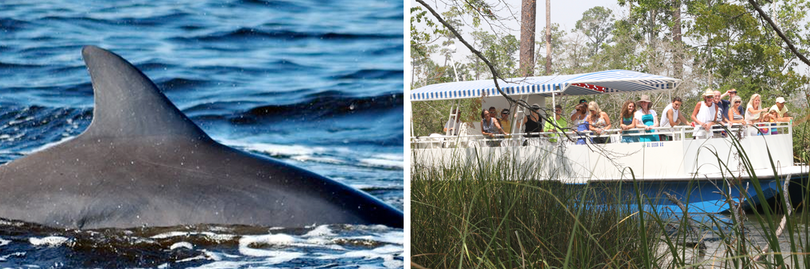 CetaceanCruises's profile banner image