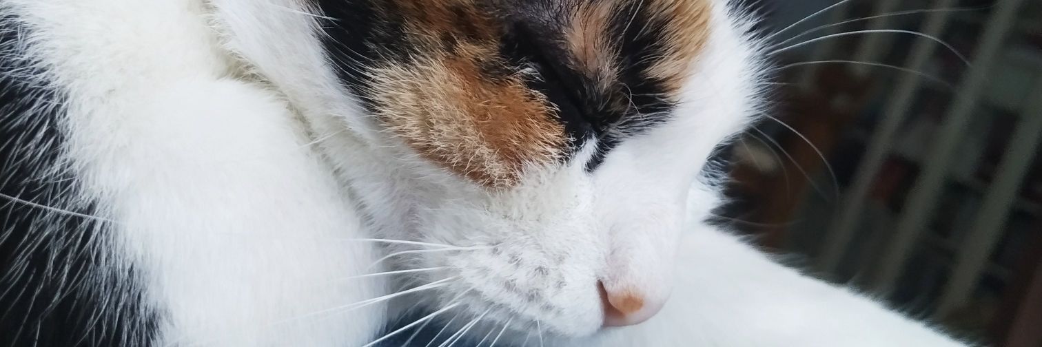 BerothW's profile banner image