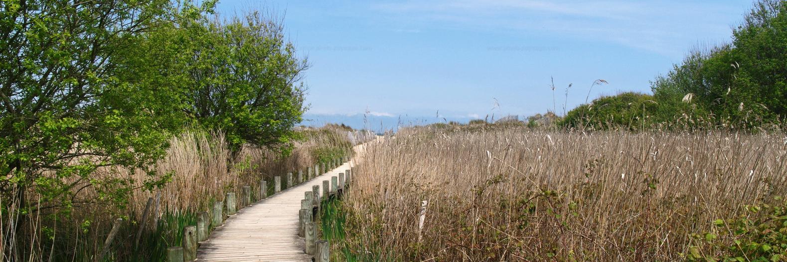 Véronique Borde banner