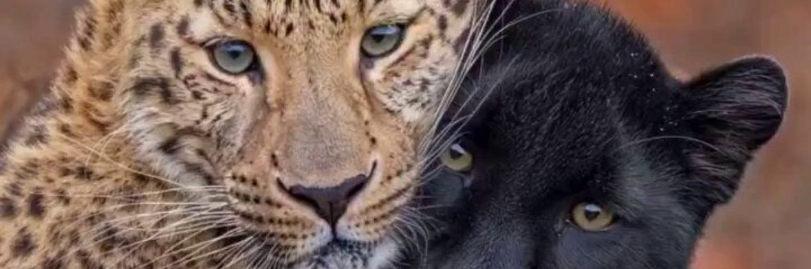 🌙 banner