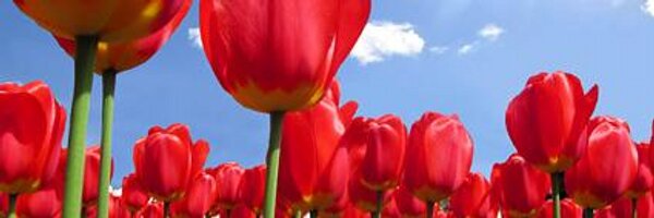 broutray Profile Banner