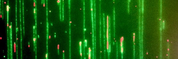 Schmidt_Lab_USF Profile Banner