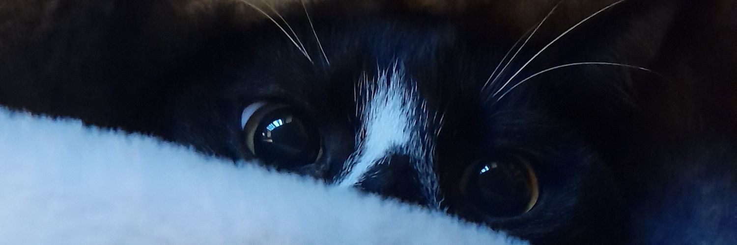 dillazcorazon's profile banner image