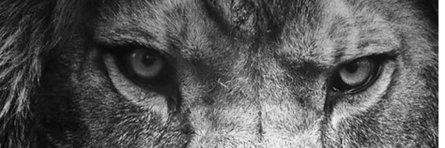 halterninio's profile banner image