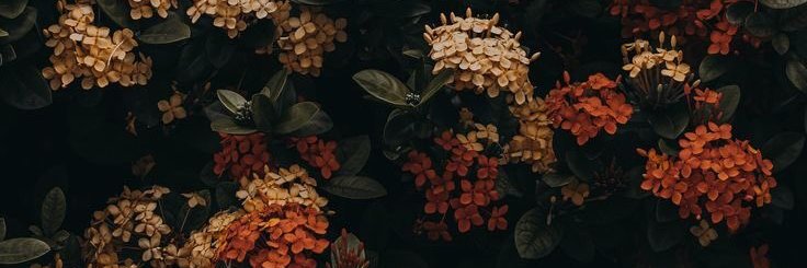elitcemeenn's profile banner image