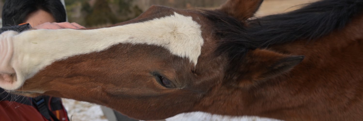 キャヴェツ品種改良中 banner