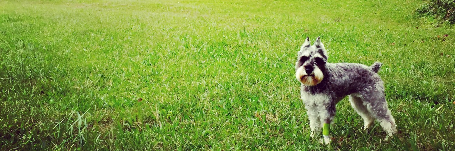 BURTPetSitters's profile banner image
