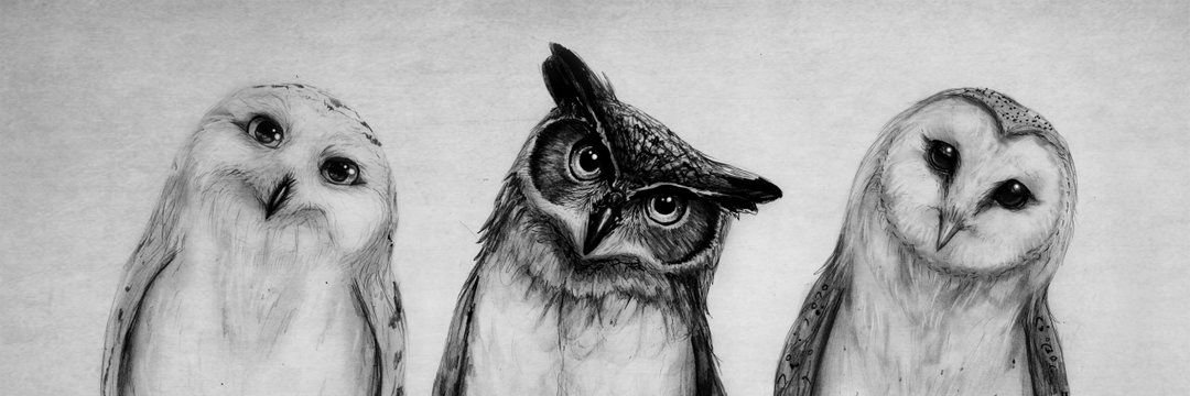 Owldance_'s profile banner image