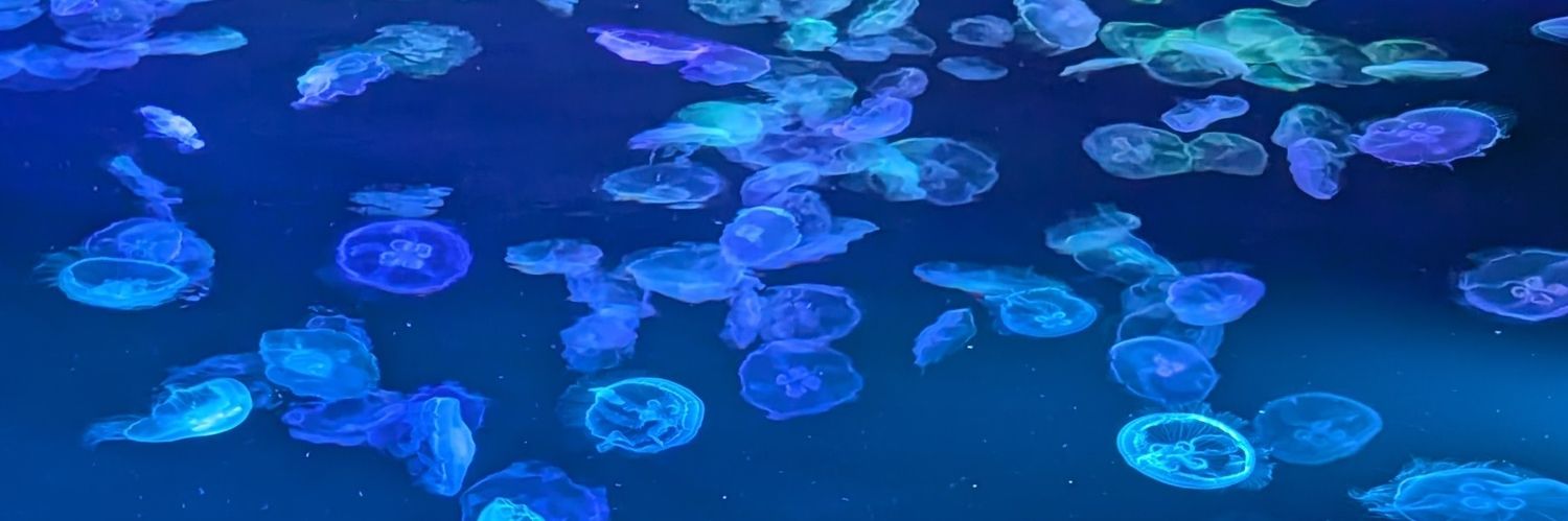 ほしいも＠駆け出しITエンジニア banner